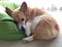 ふかふか大好き